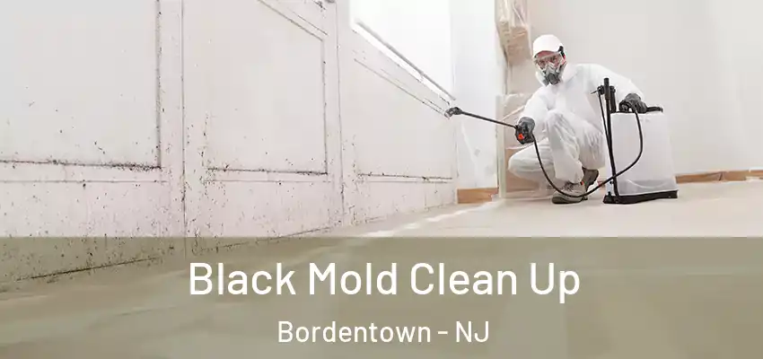 Black Mold Clean Up Bordentown - NJ
