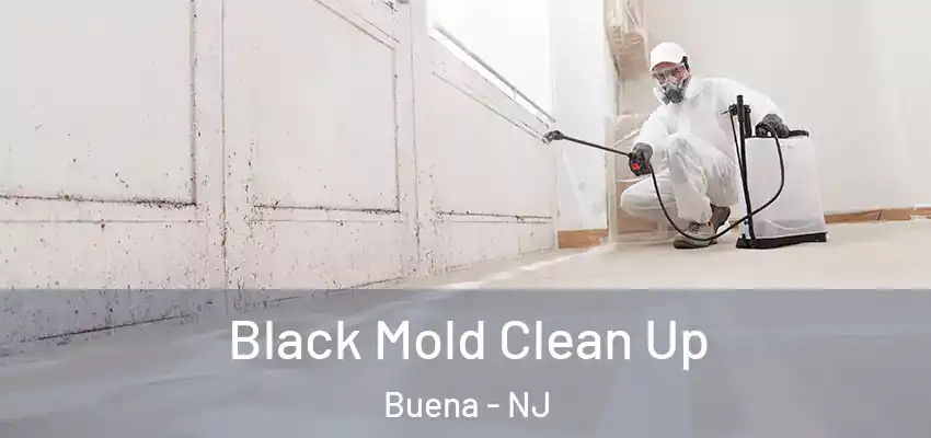 Black Mold Clean Up Buena - NJ