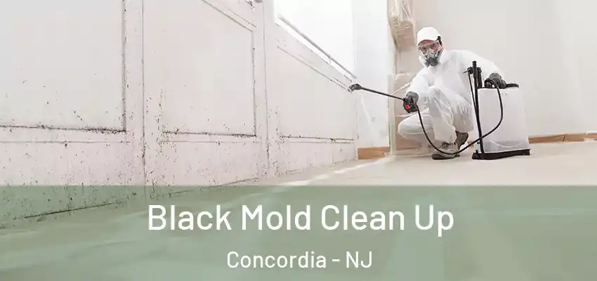 Black Mold Clean Up Concordia - NJ