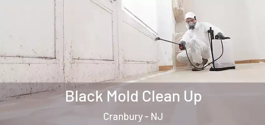 Black Mold Clean Up Cranbury - NJ