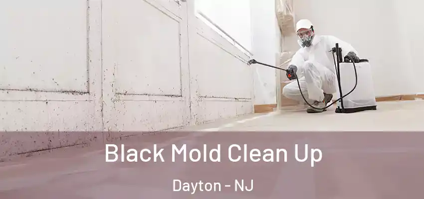 Black Mold Clean Up Dayton - NJ