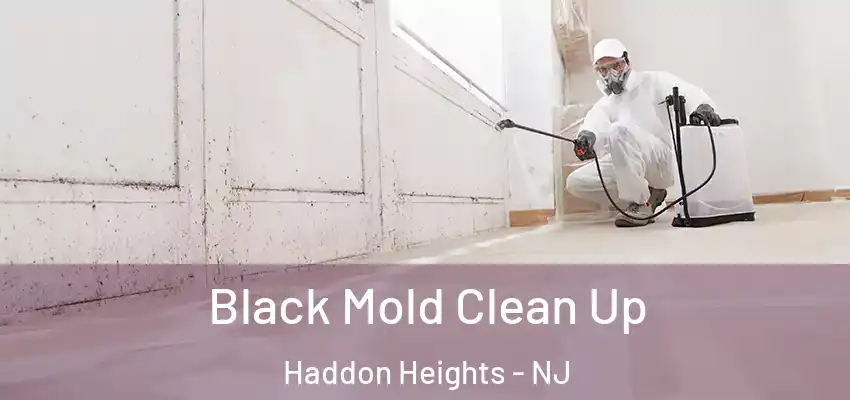  Black Mold Clean Up Haddon Heights - NJ
