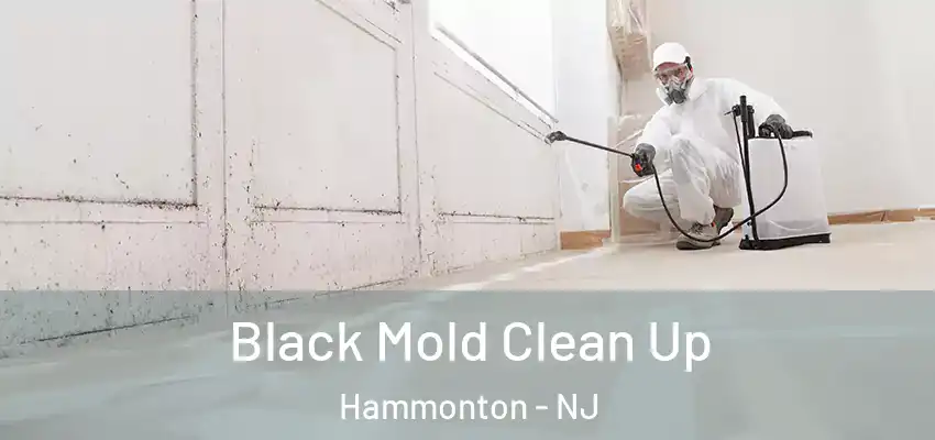 Black Mold Clean Up Hammonton - NJ