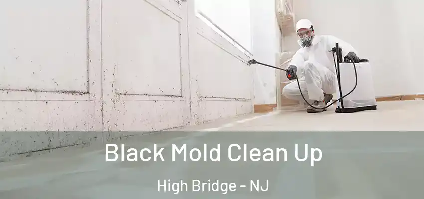 Black Mold Clean Up High Bridge - NJ
