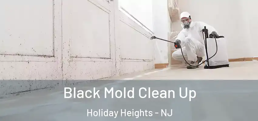 Black Mold Clean Up Holiday Heights - NJ