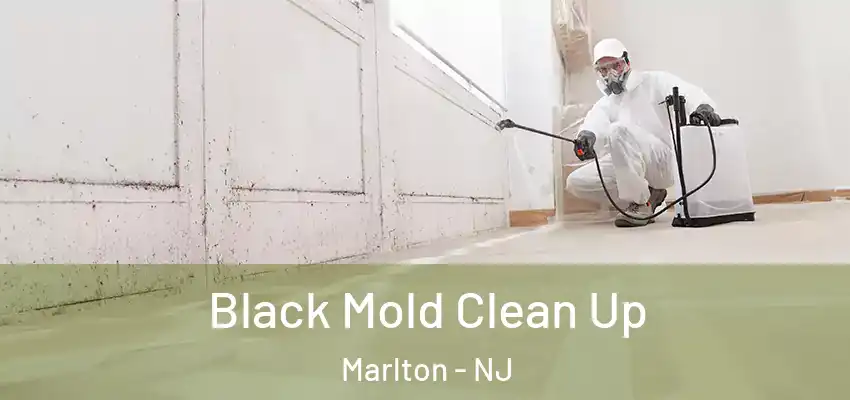  Black Mold Clean Up Marlton - NJ