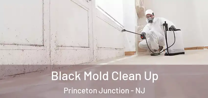 Black Mold Clean Up Princeton Junction - NJ