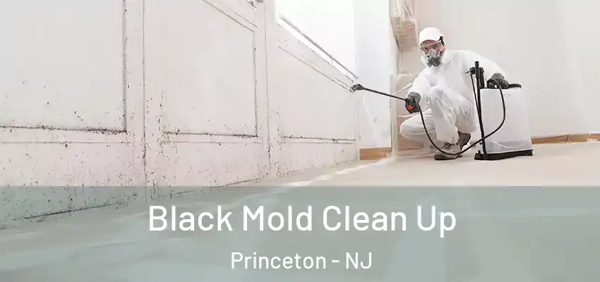  Black Mold Clean Up Princeton - NJ