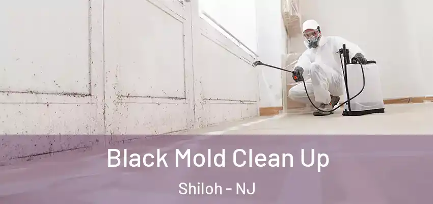 Black Mold Clean Up Shiloh - NJ