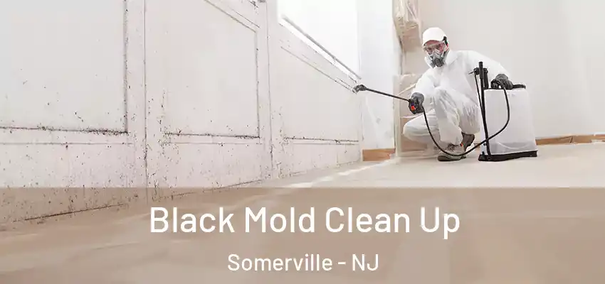Black Mold Clean Up Somerville - NJ