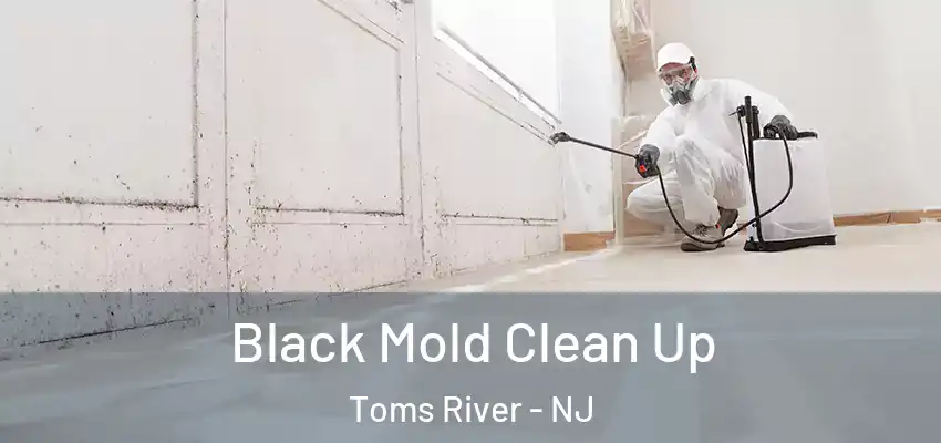  Black Mold Clean Up Toms River - NJ