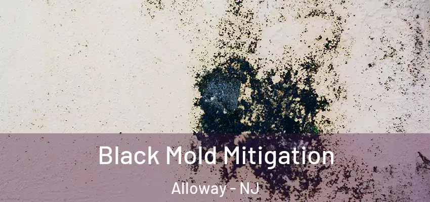 Black Mold Mitigation Alloway - NJ