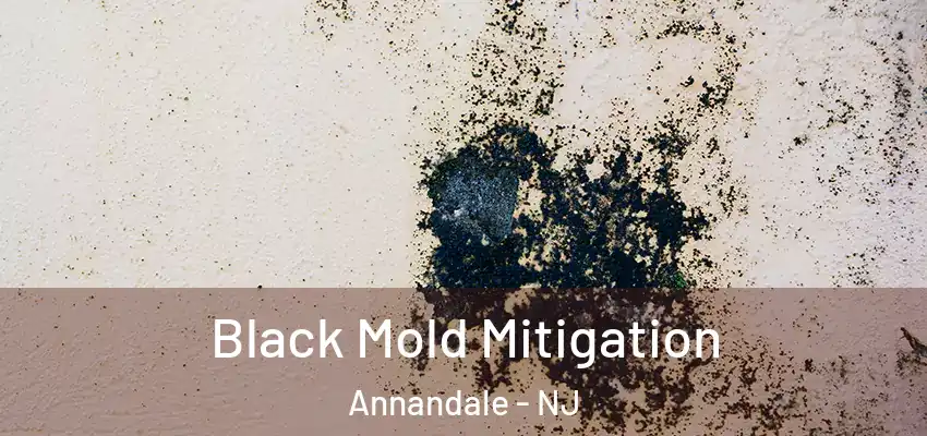  Black Mold Mitigation Annandale - NJ