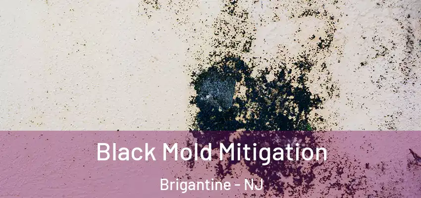 Black Mold Mitigation Brigantine - NJ