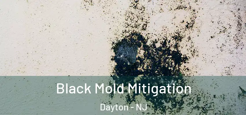  Black Mold Mitigation Dayton - NJ