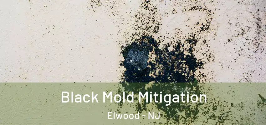 Black Mold Mitigation Elwood - NJ