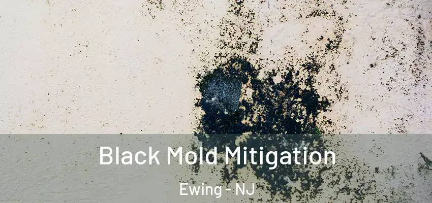 Black Mold Mitigation Ewing - NJ