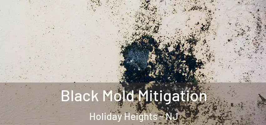 Black Mold Mitigation Holiday Heights - NJ