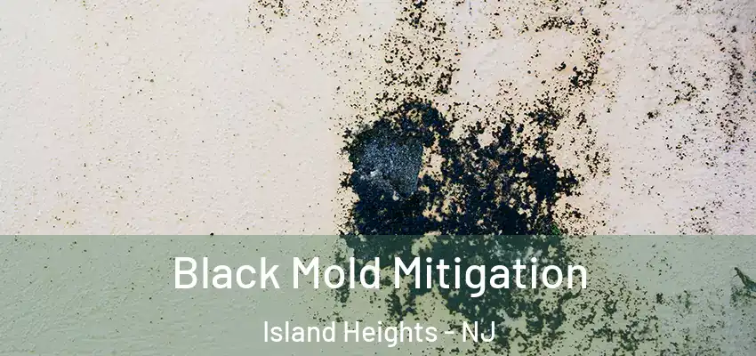 Black Mold Mitigation Island Heights - NJ