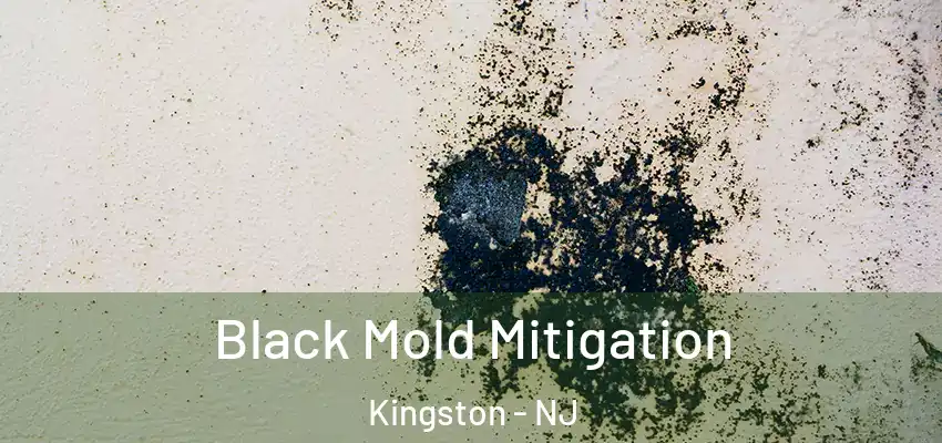  Black Mold Mitigation Kingston - NJ