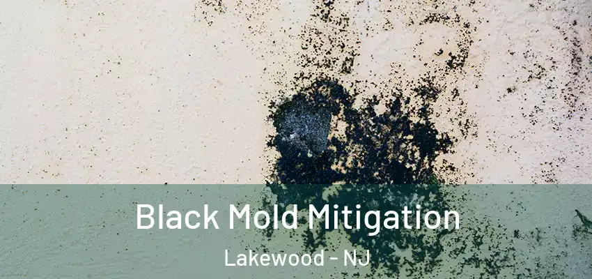  Black Mold Mitigation Lakewood - NJ