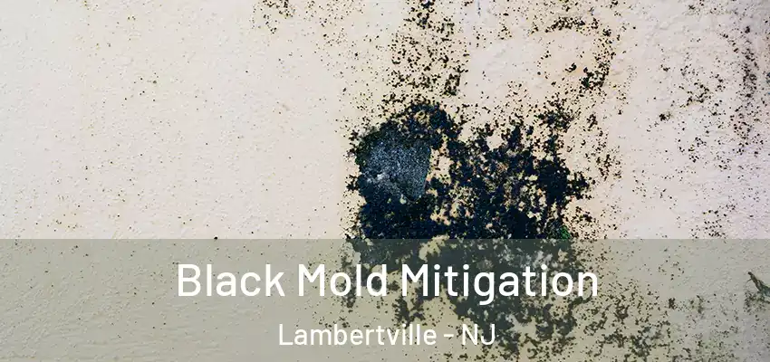  Black Mold Mitigation Lambertville - NJ