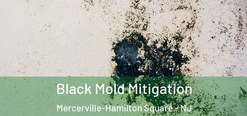 Black Mold Mitigation Mercerville-Hamilton Square - NJ