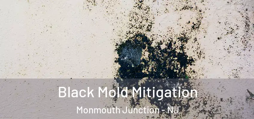 Black Mold Mitigation Monmouth Junction - NJ