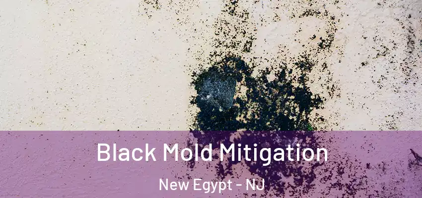  Black Mold Mitigation New Egypt - NJ