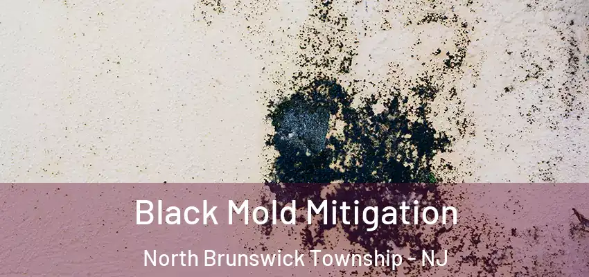  Black Mold Mitigation North Brunswick Township - NJ