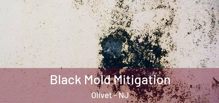Black Mold Mitigation Olivet - NJ