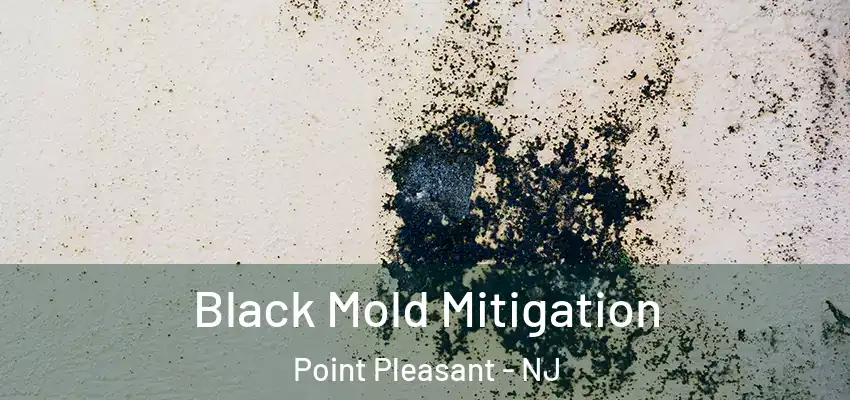  Black Mold Mitigation Point Pleasant - NJ