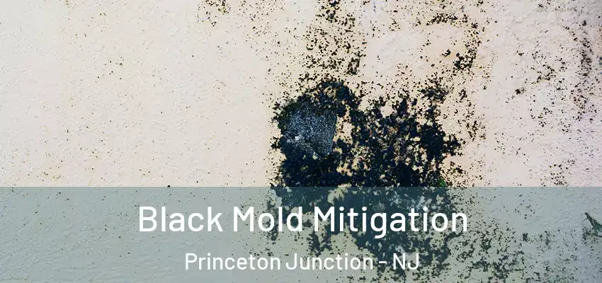  Black Mold Mitigation Princeton Junction - NJ