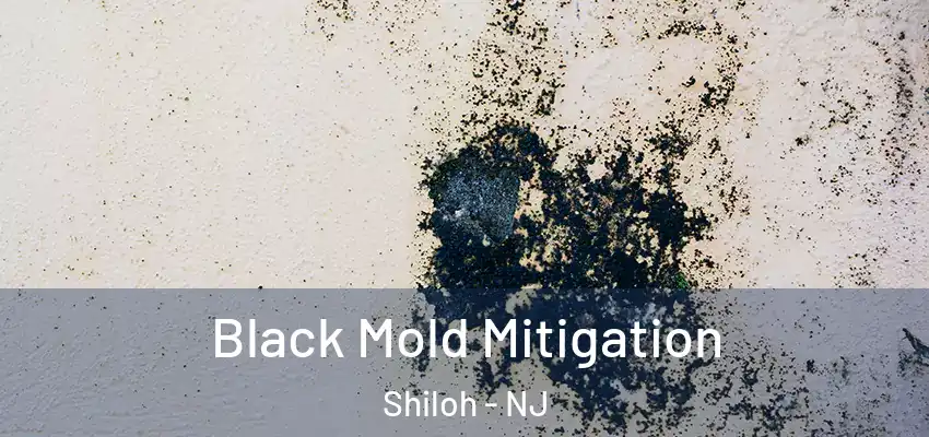  Black Mold Mitigation Shiloh - NJ