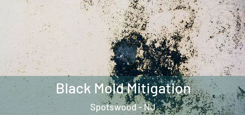 Black Mold Mitigation Spotswood - NJ