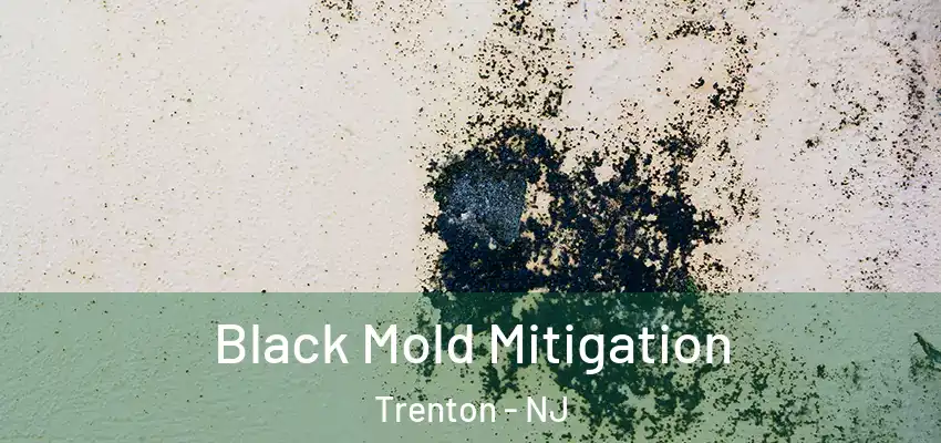 Black Mold Mitigation Trenton - NJ