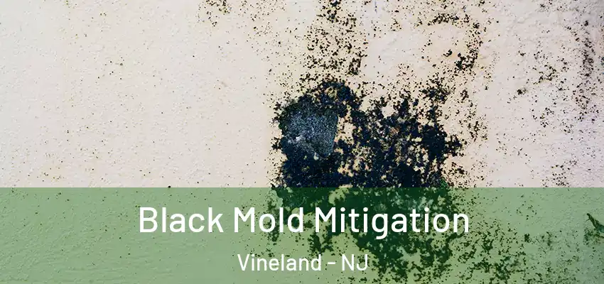 Black Mold Mitigation Vineland - NJ