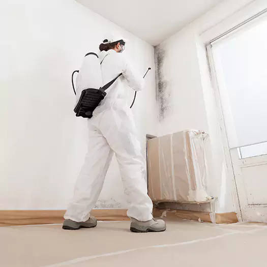 Trusted Black Mold Clean Up Experts in Galloway, NJ