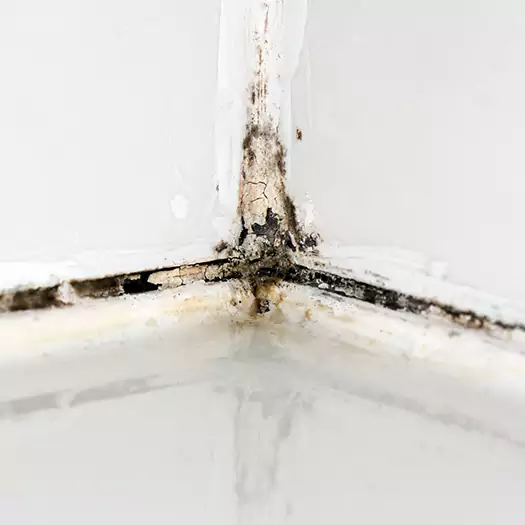 Trusted Black Mold in Shower Experts in Galloway, NJ