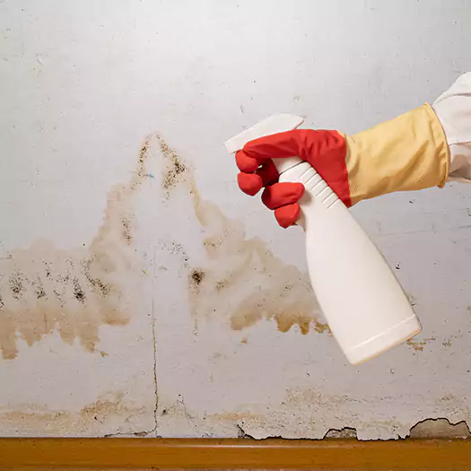 Trusted Black Mold Mitigation Specialists in Galloway, NJ