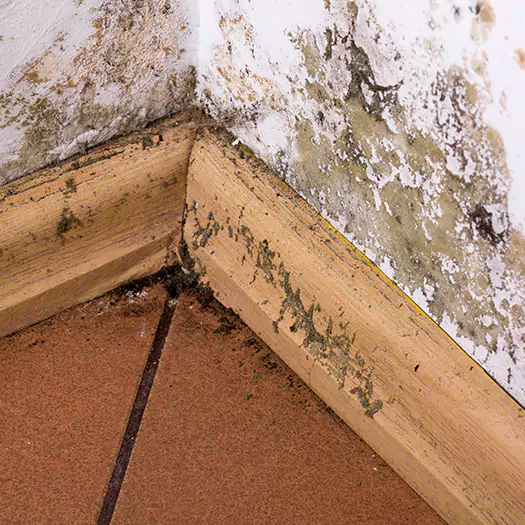 Trusted Cleaning Mold Off Wood Specialists in Galloway, NJ