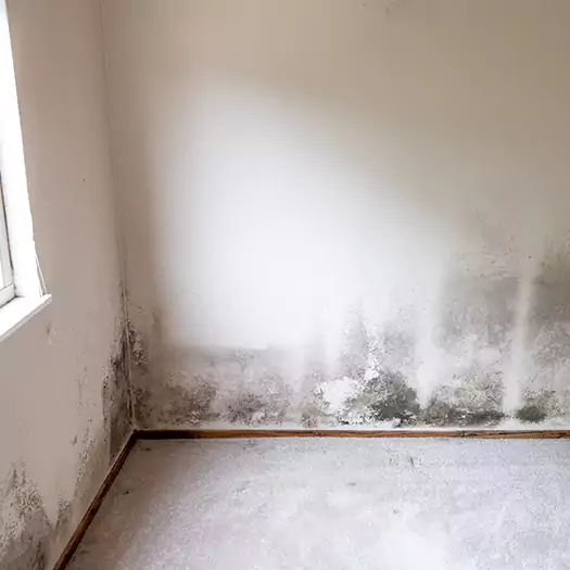 Trusted Mold Cleanup Specialists in Galloway, NJ