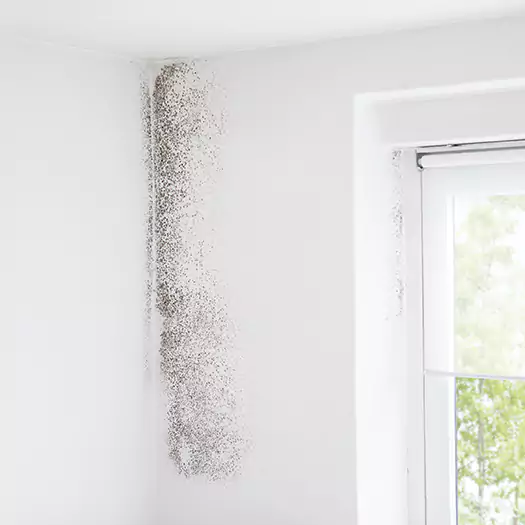 Trusted Mold Eradication Professionals Serving in Galloway, NJ
