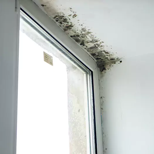 Experienced Mold Mitigation Specialists in Galloway, NJ