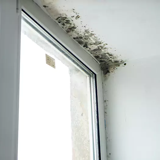 Trusted Mold on Bathroom Ceiling Experts in Galloway, NJ