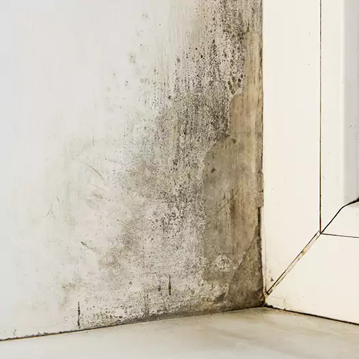 Skilled Mold on Drywall Experts in Galloway, NJ