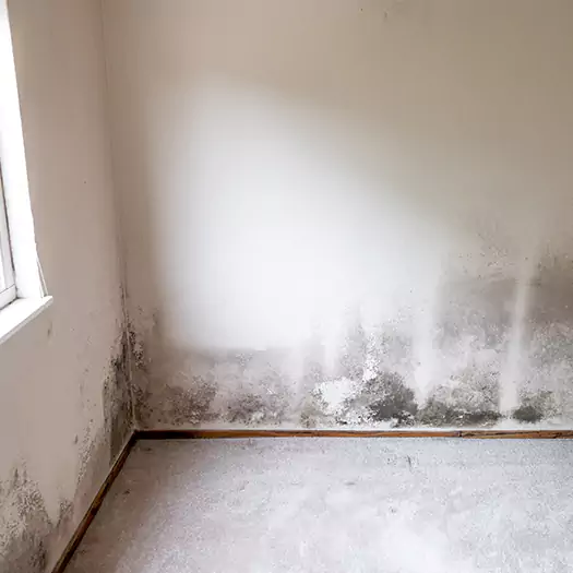 Trusted Mold on the Wall Experts in Galloway, NJ