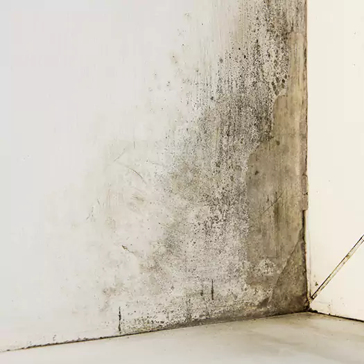 #1 Mold Remediation and Removal Experts in Galloway, NJ