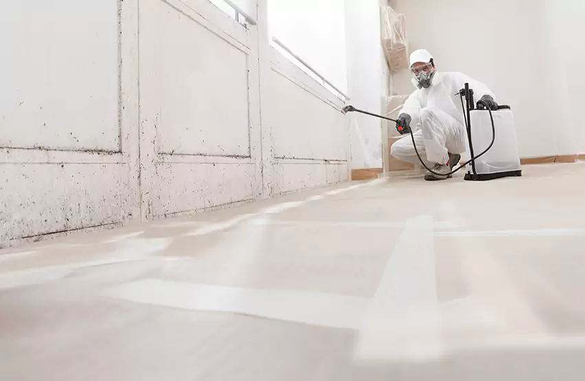 Professional Mold Remediation & Restoration Experts in Galloway, NJ