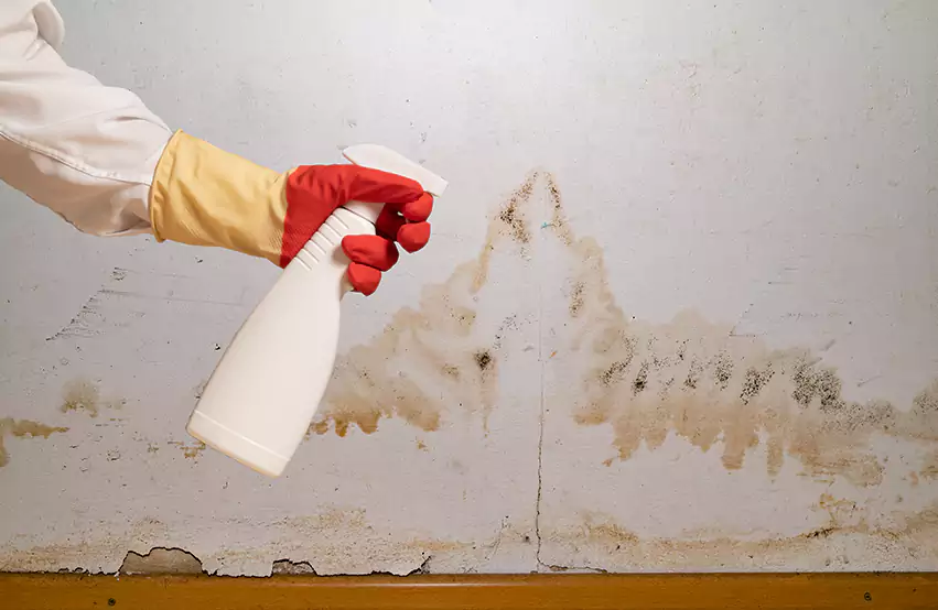 Prevent Future Mold in Galloway, NJ